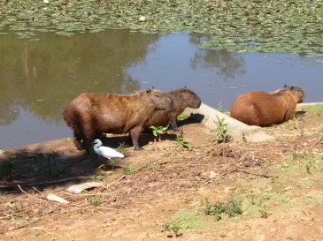 Is it capybaras? Please let it be capybaras.