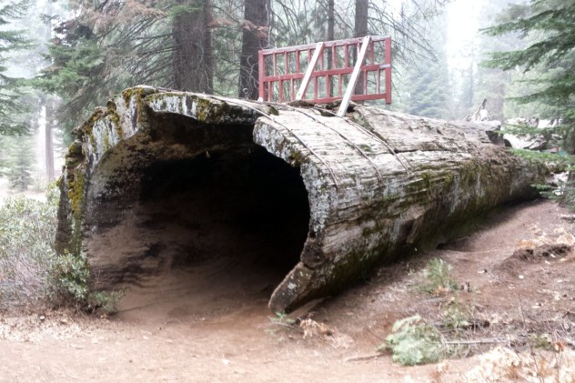 balch_park_hollow_log