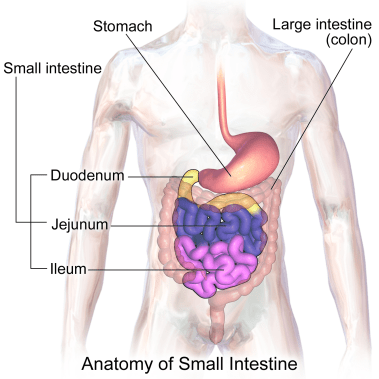 blausen_0817_smallintestine_anatomy